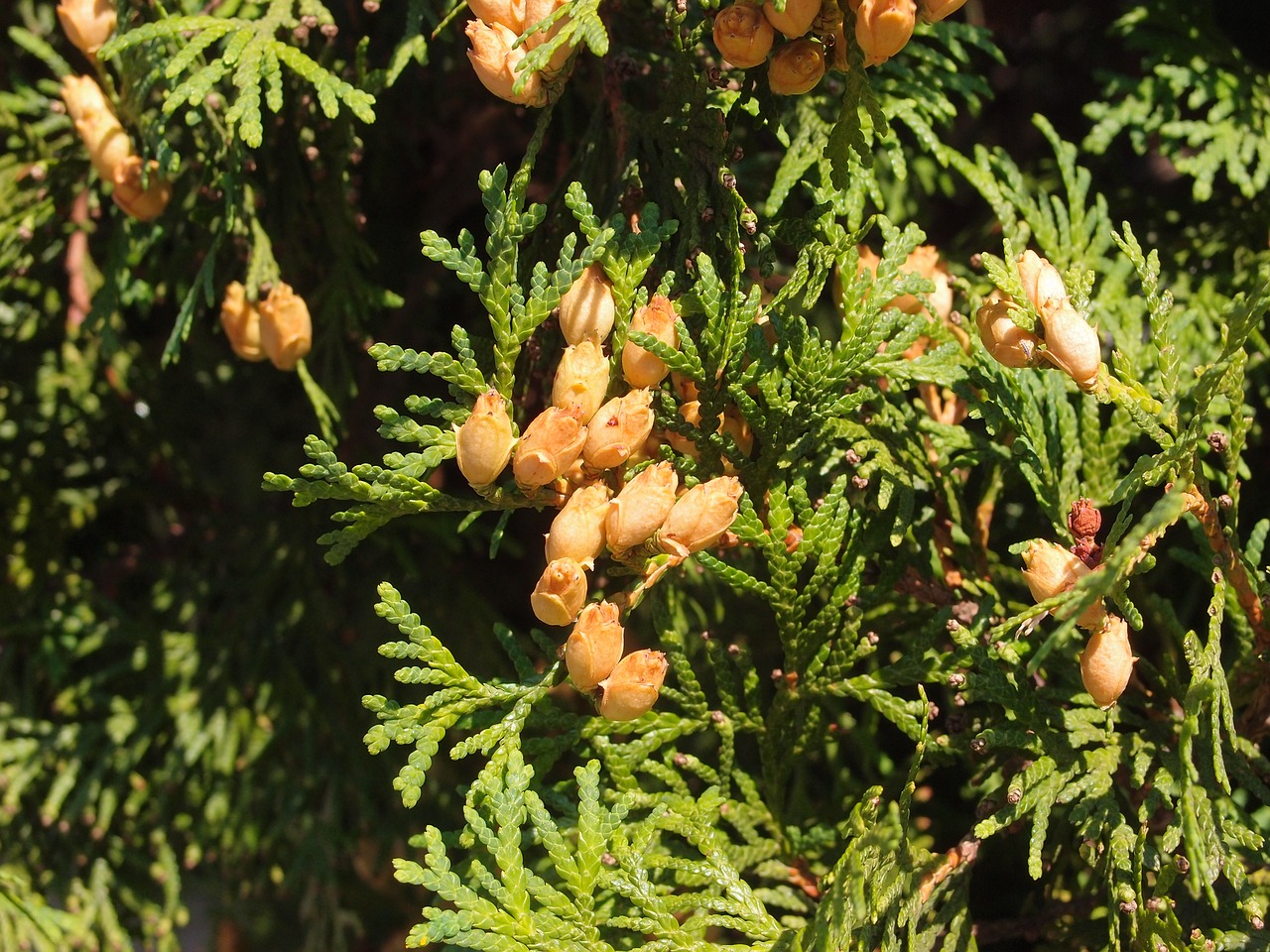 cypress tree cones free photo