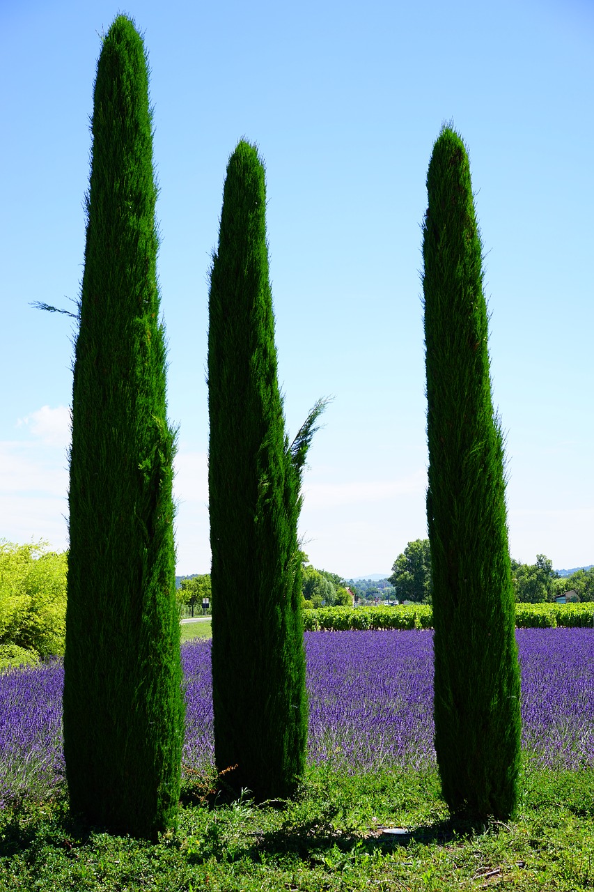 cypress lavender field lavender free photo