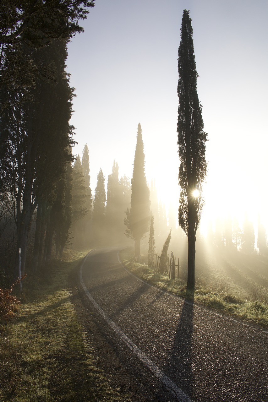 cypress road fog free photo