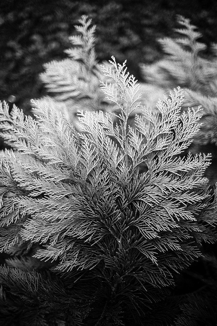 cypress thuja plant free photo