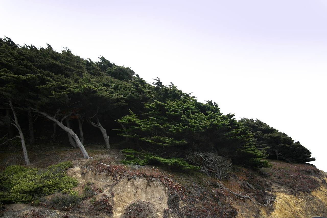 cypress wind trees free photo
