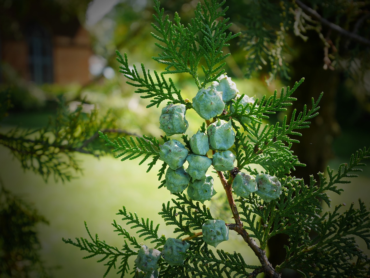 cypress fruit green free photo