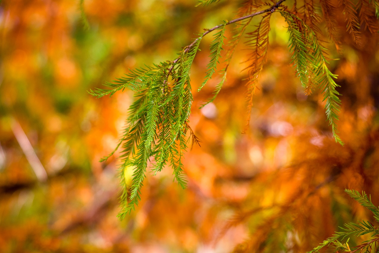 cypress leaves sunrise free photo