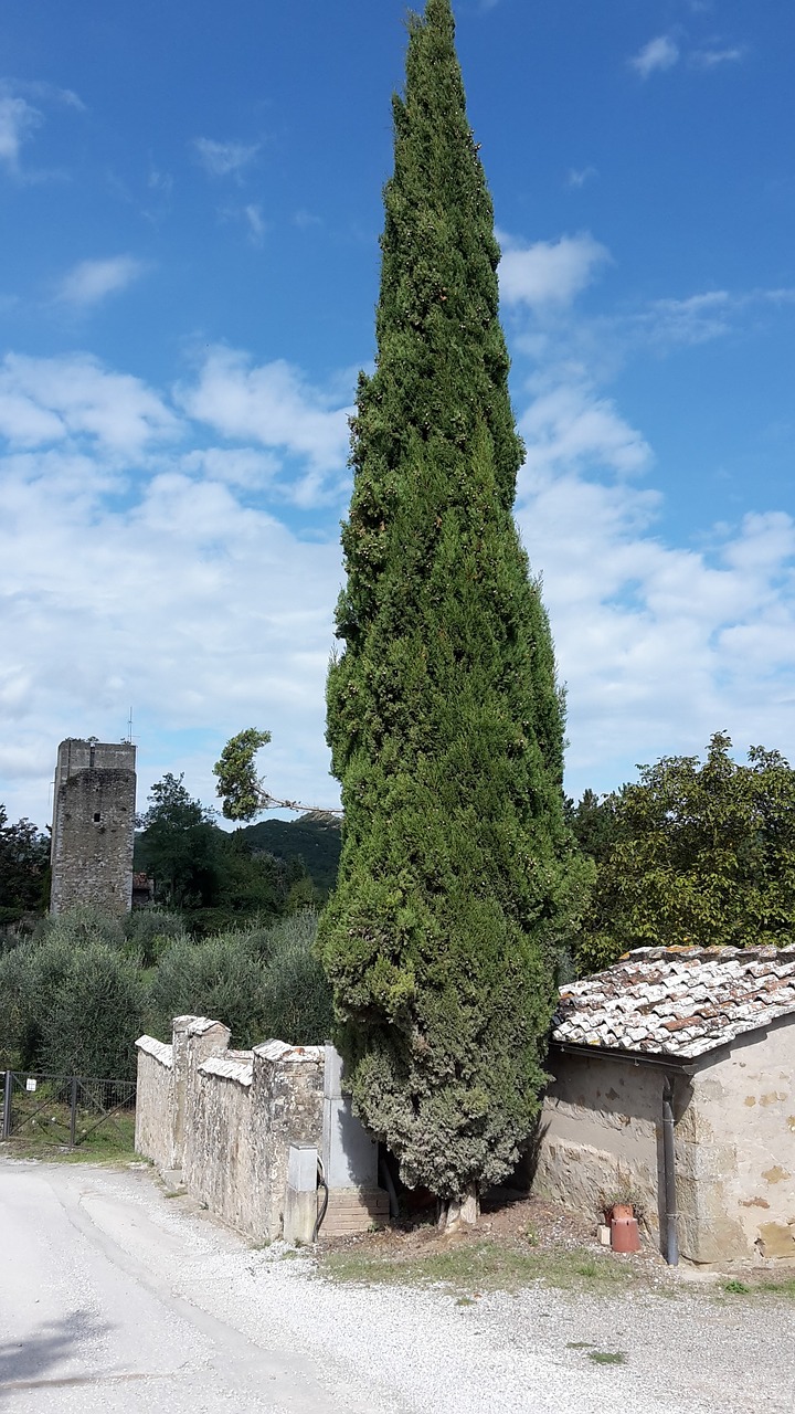 cypress tree real cypress free photo