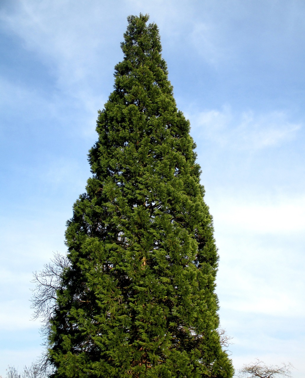 cypress sequoia trees free photo