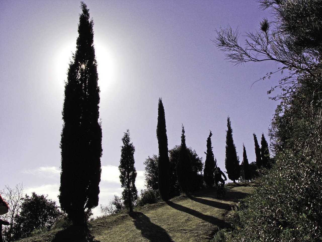 cypress trees backlight free photo