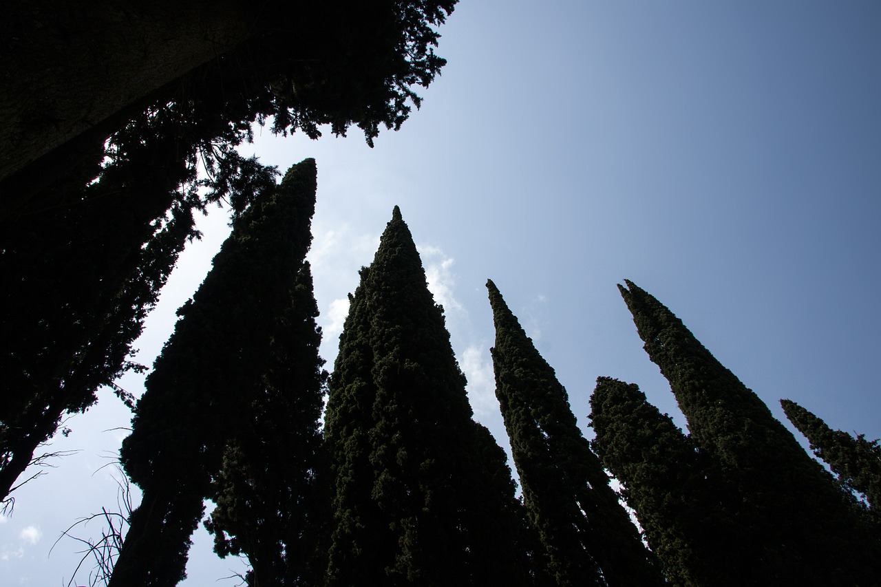 cypress mediterranean cypress cupressus sempervirens free photo