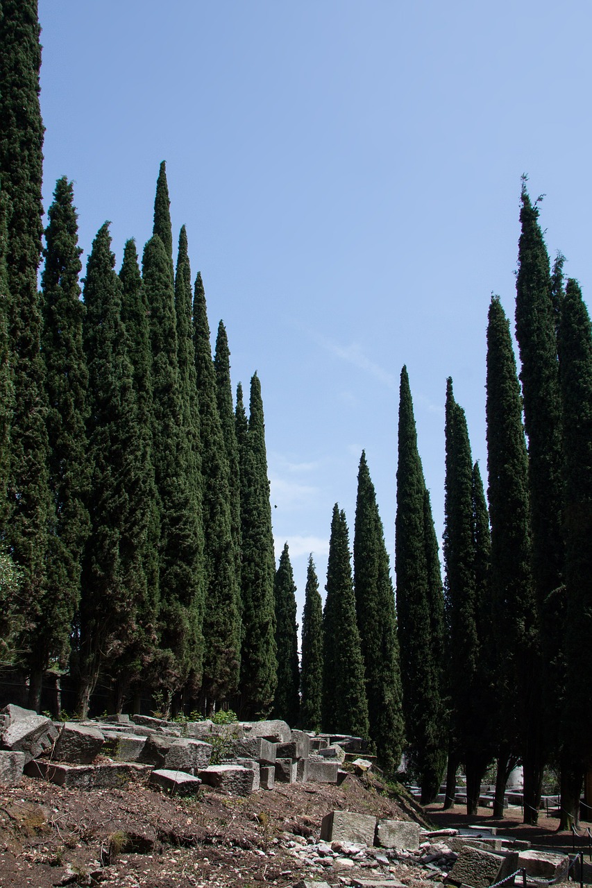 cypress mediterranean cypress cupressus sempervirens free photo