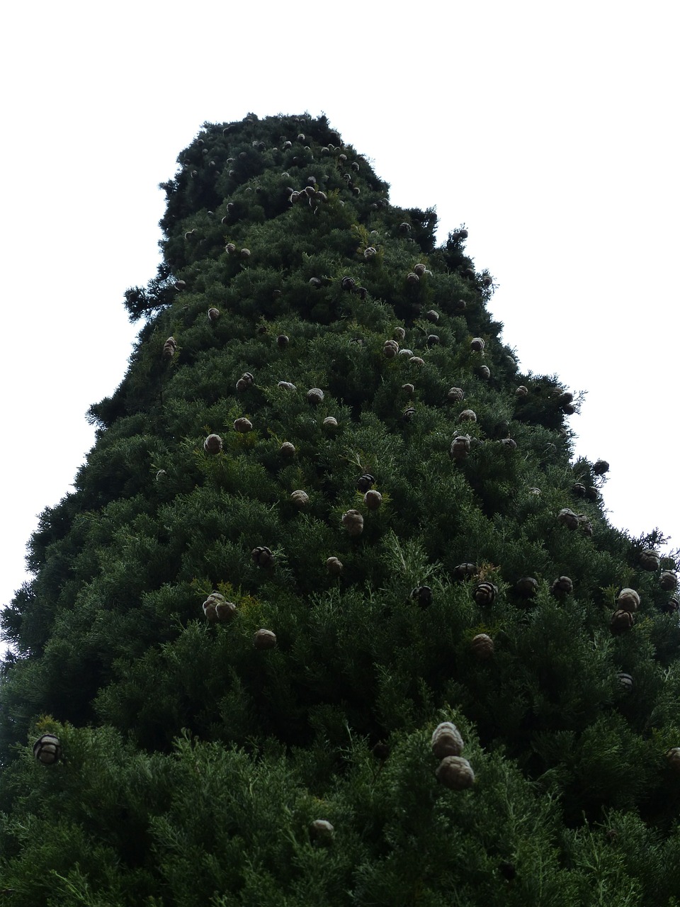cypress cypress cone cupressus free photo