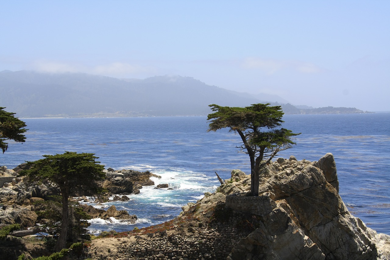 cypress  tree  coast free photo