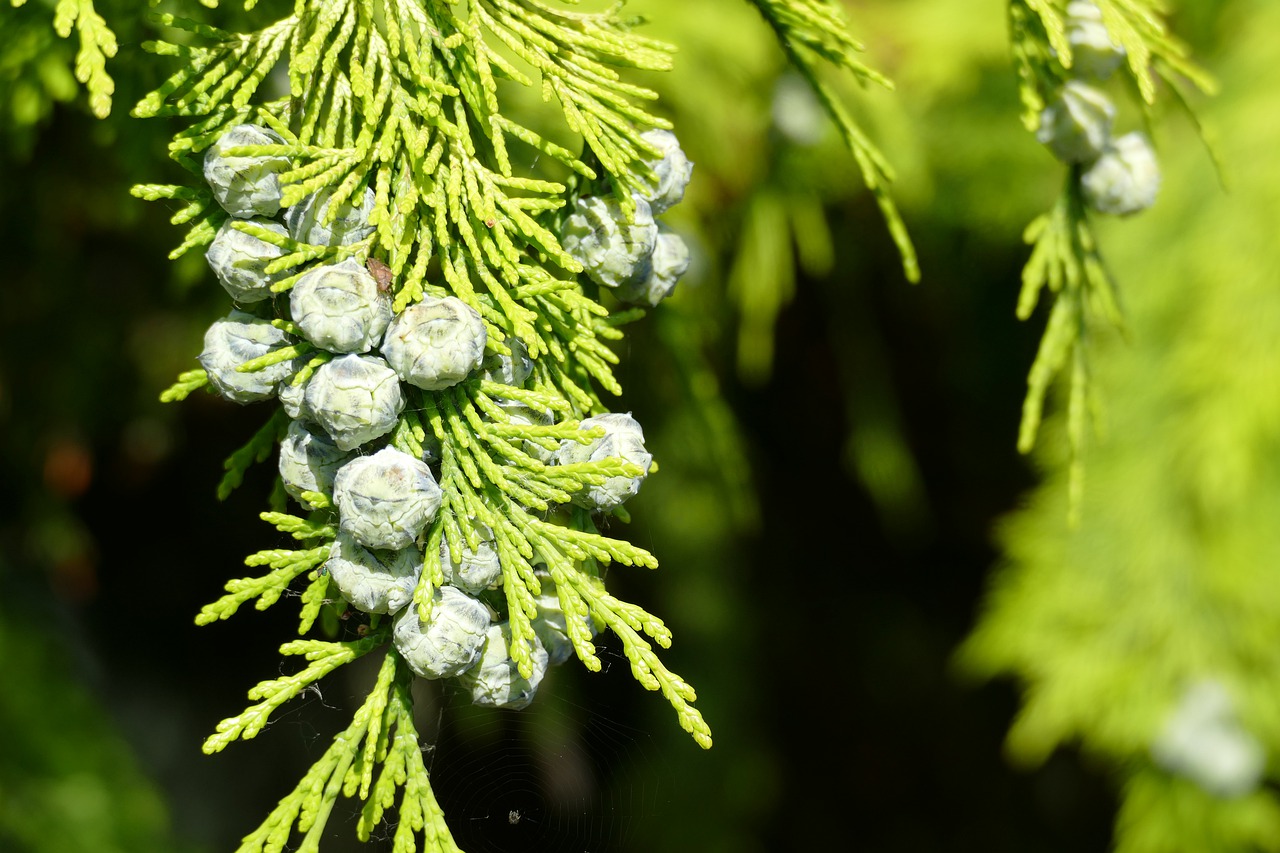 cypress  branch  tree free photo