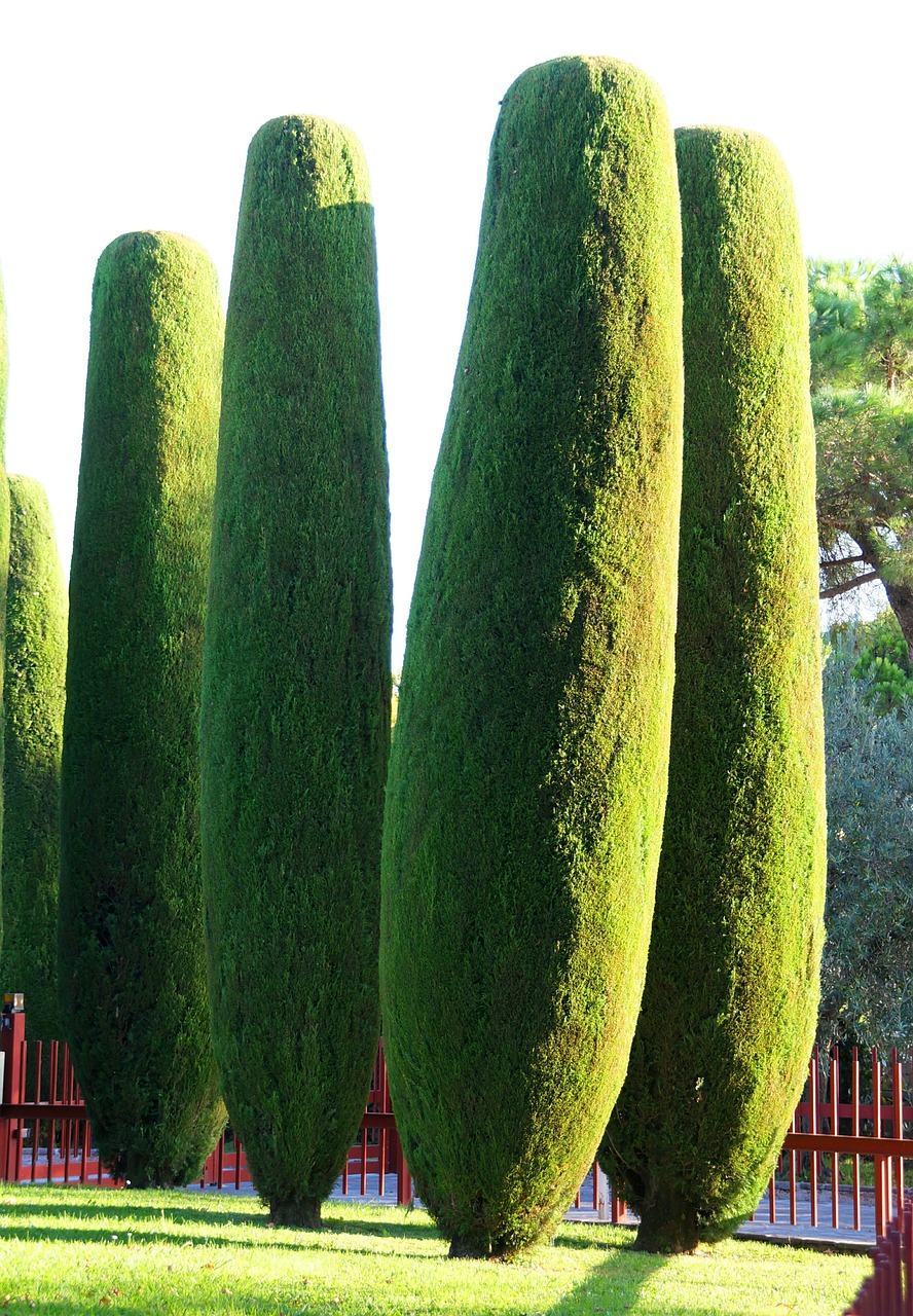 cypress mediterranean cypress säulenzypresse free photo