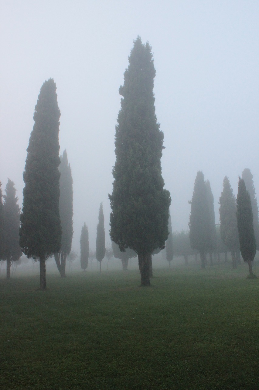 cypress background fog free photo