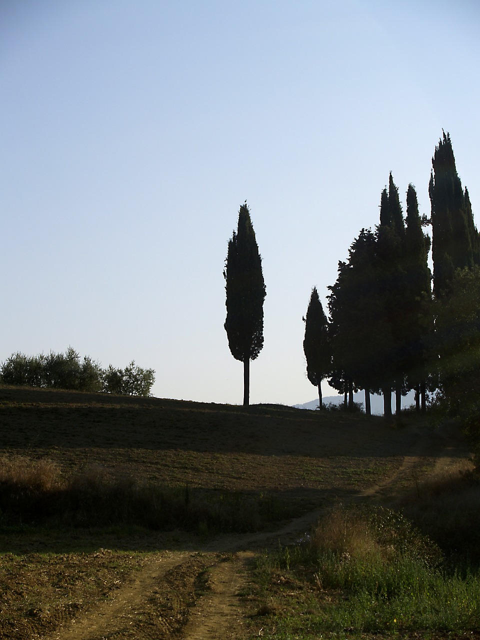 cypress tuscany italy free photo