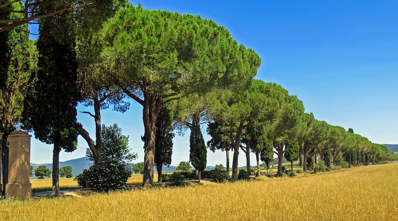 cypress tuscany italy free photo