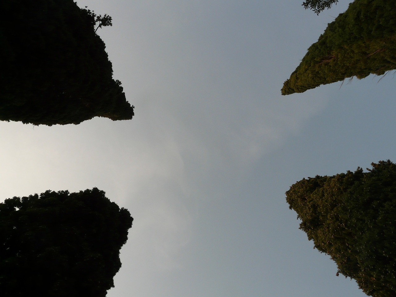 cypress tree treetops free photo