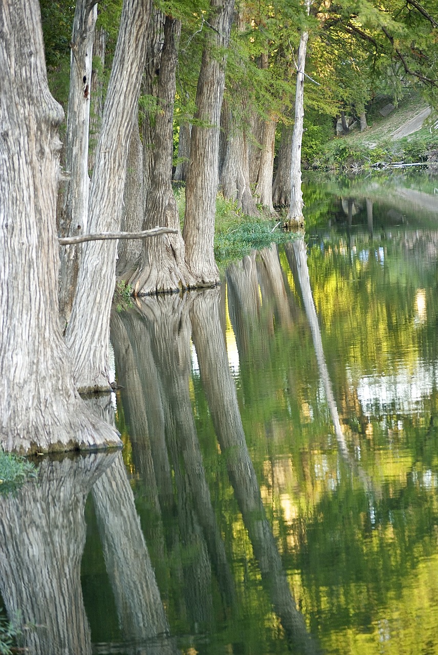 cypress tree reflection free photo