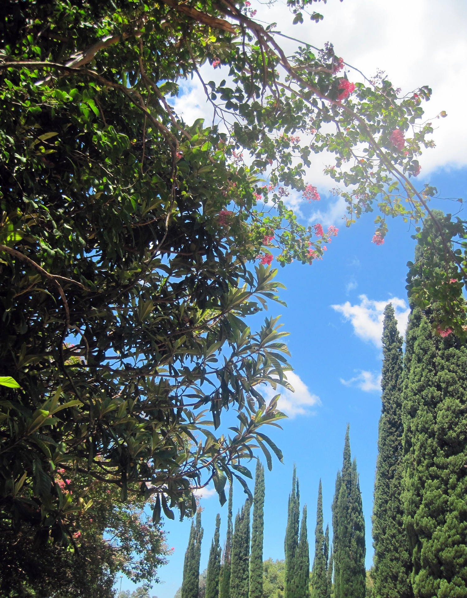 trees foliage flowers free photo