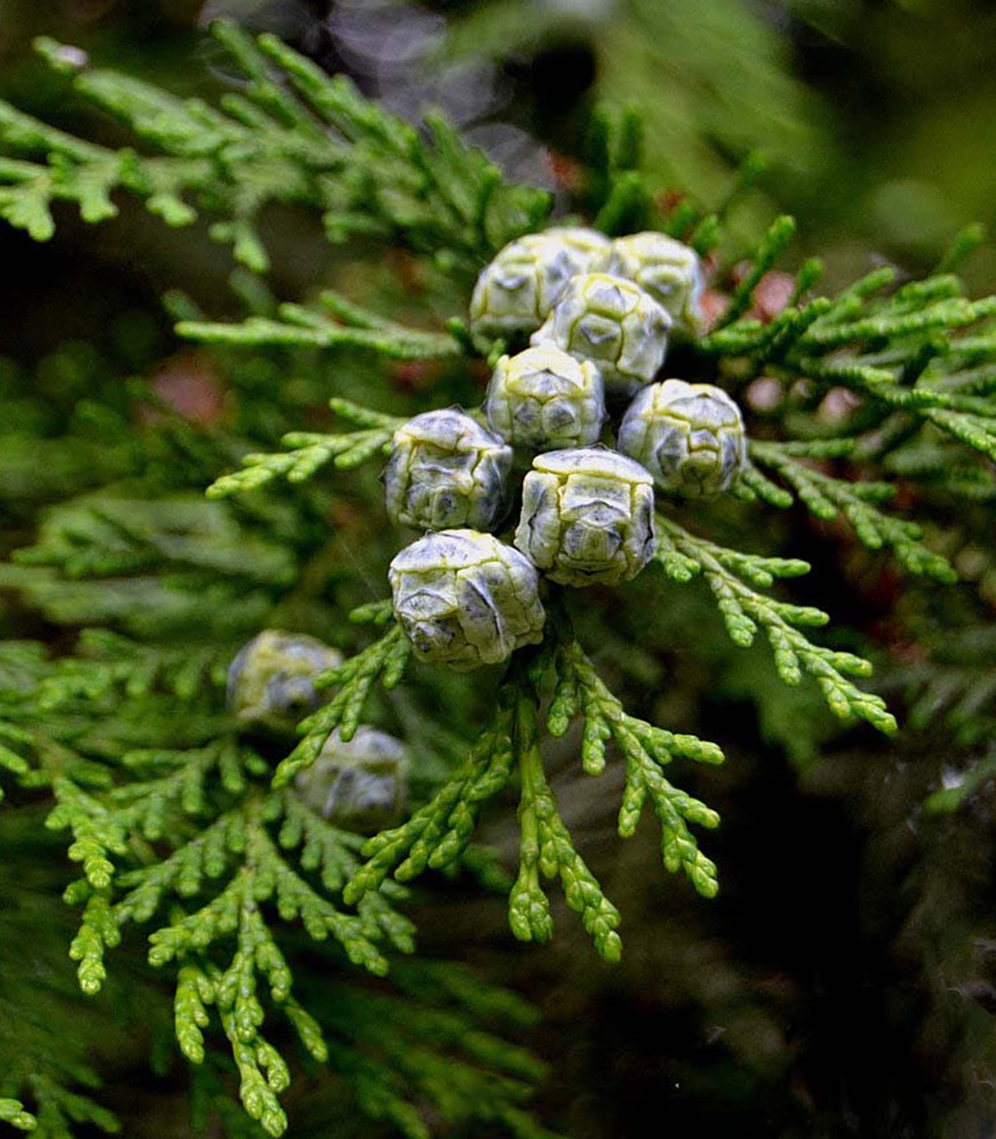 cypress fruit tree nature free photo