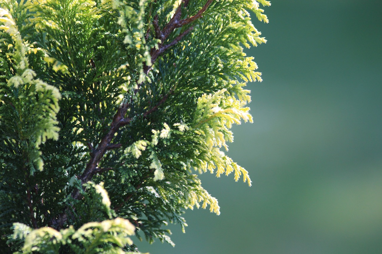 cypress gorokhovoy chamaecyparis pisifera plant free photo