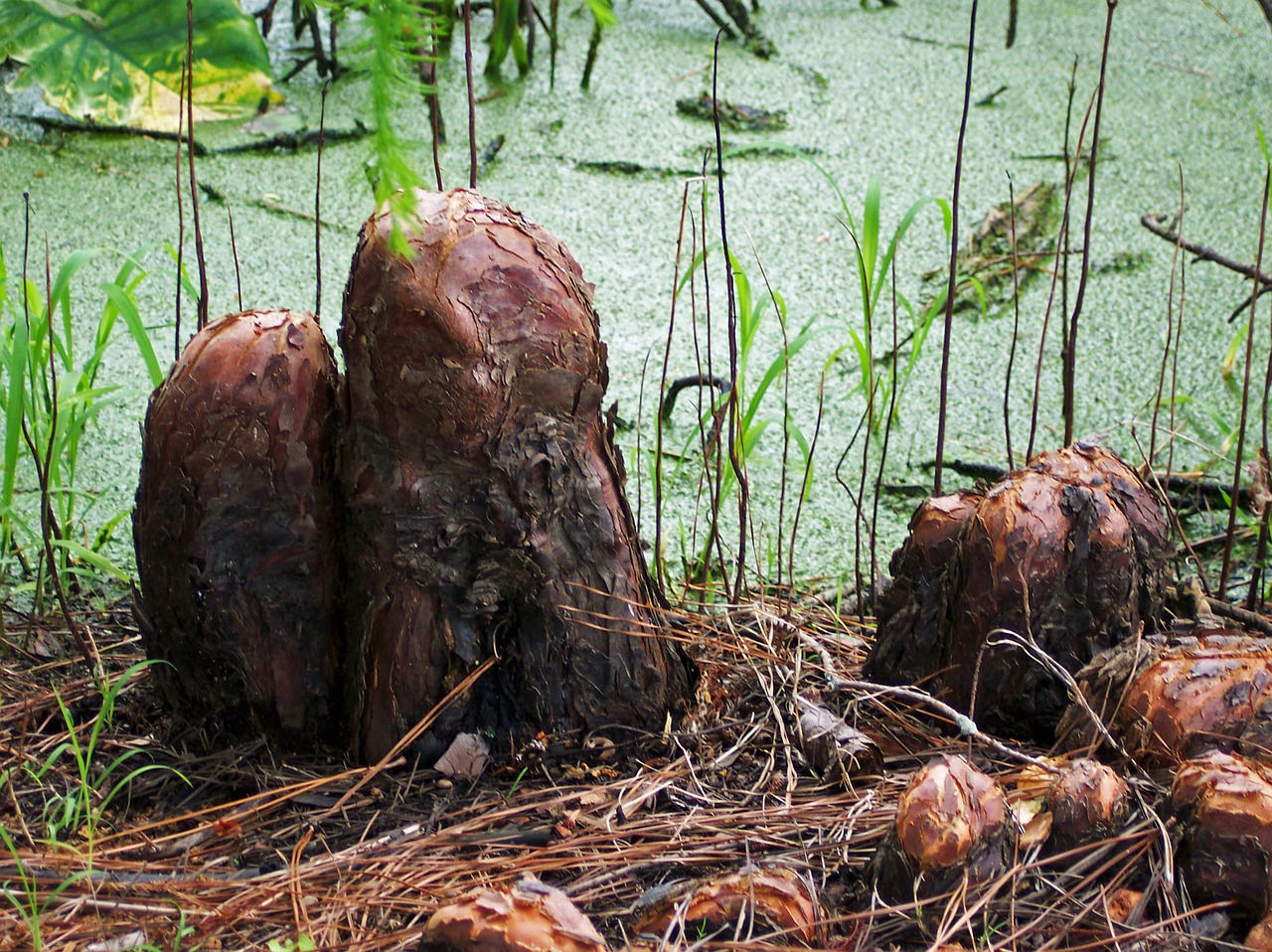 cypress knees swamp bayou free photo
