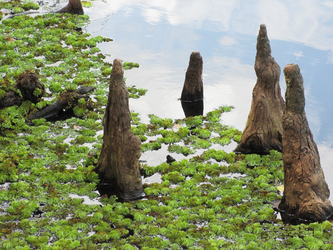 cypress knees marsh greenery free photo