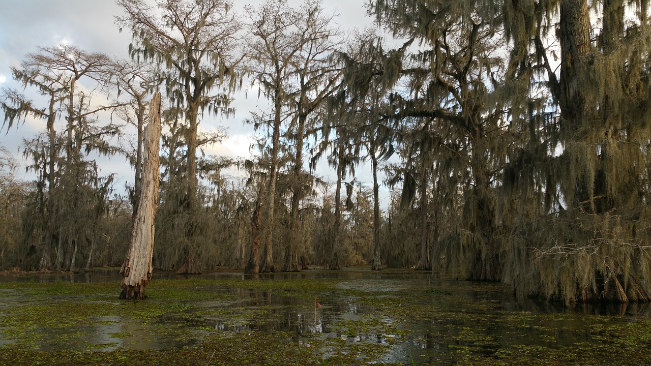 cypress swamp louisiana lake martin free photo