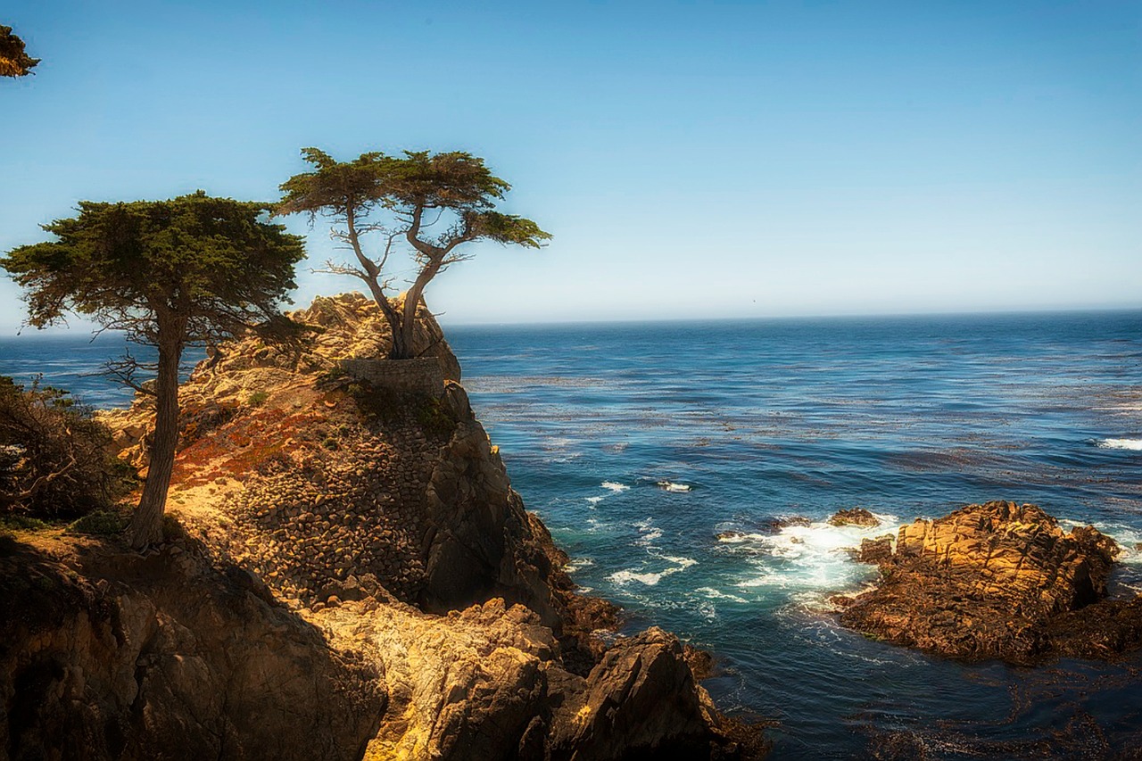 cypress tree sea ocean free photo