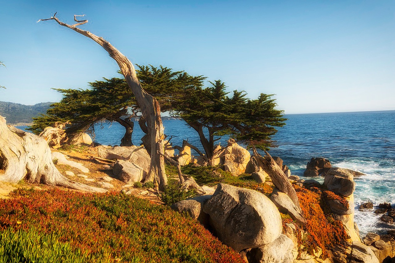 cypress tree sea ocean free photo