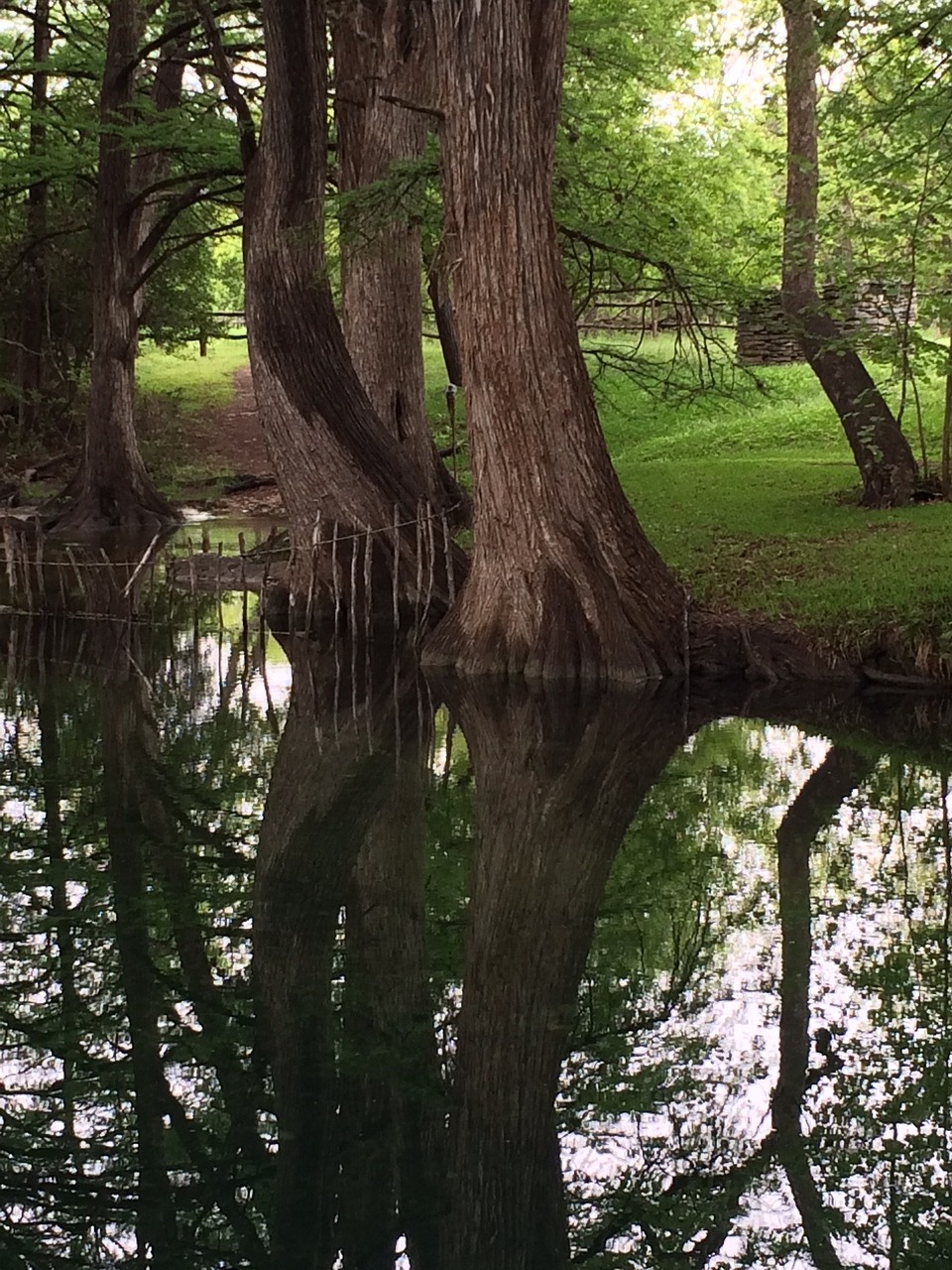 cypress trees cypress tree reflection in water water free photo