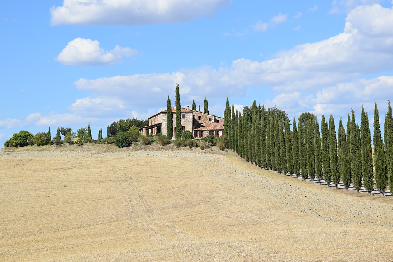 cypress trees siena viale free photo