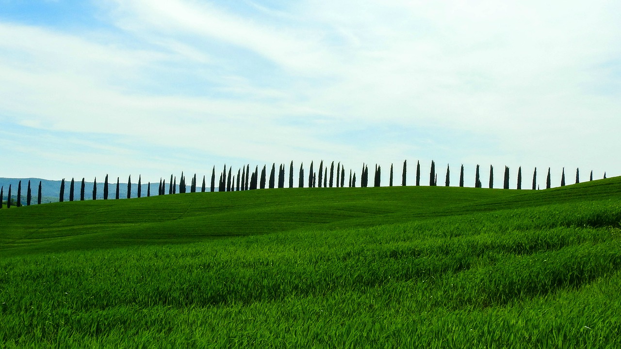 cypress trees  the  tuscany free photo