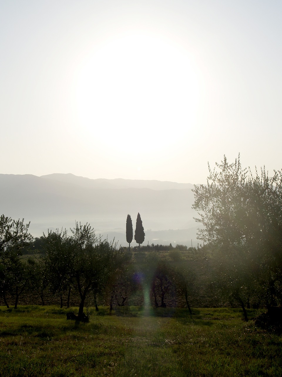 cypress trees tuscany italy free photo