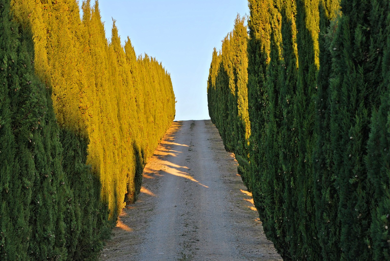 cypress trees tuscany siena free photo