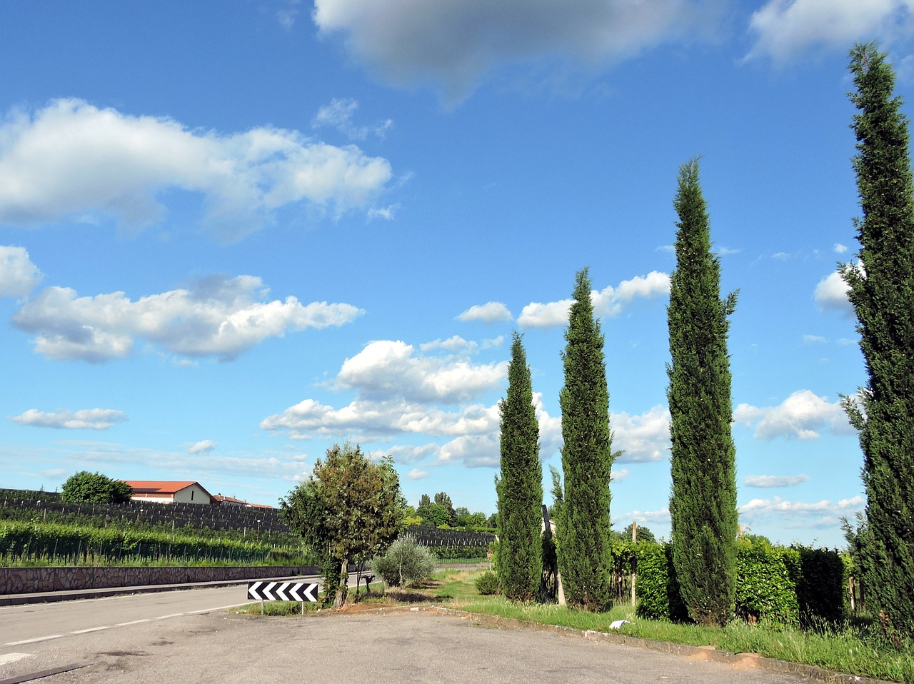 cypress trees cloud sky free photo