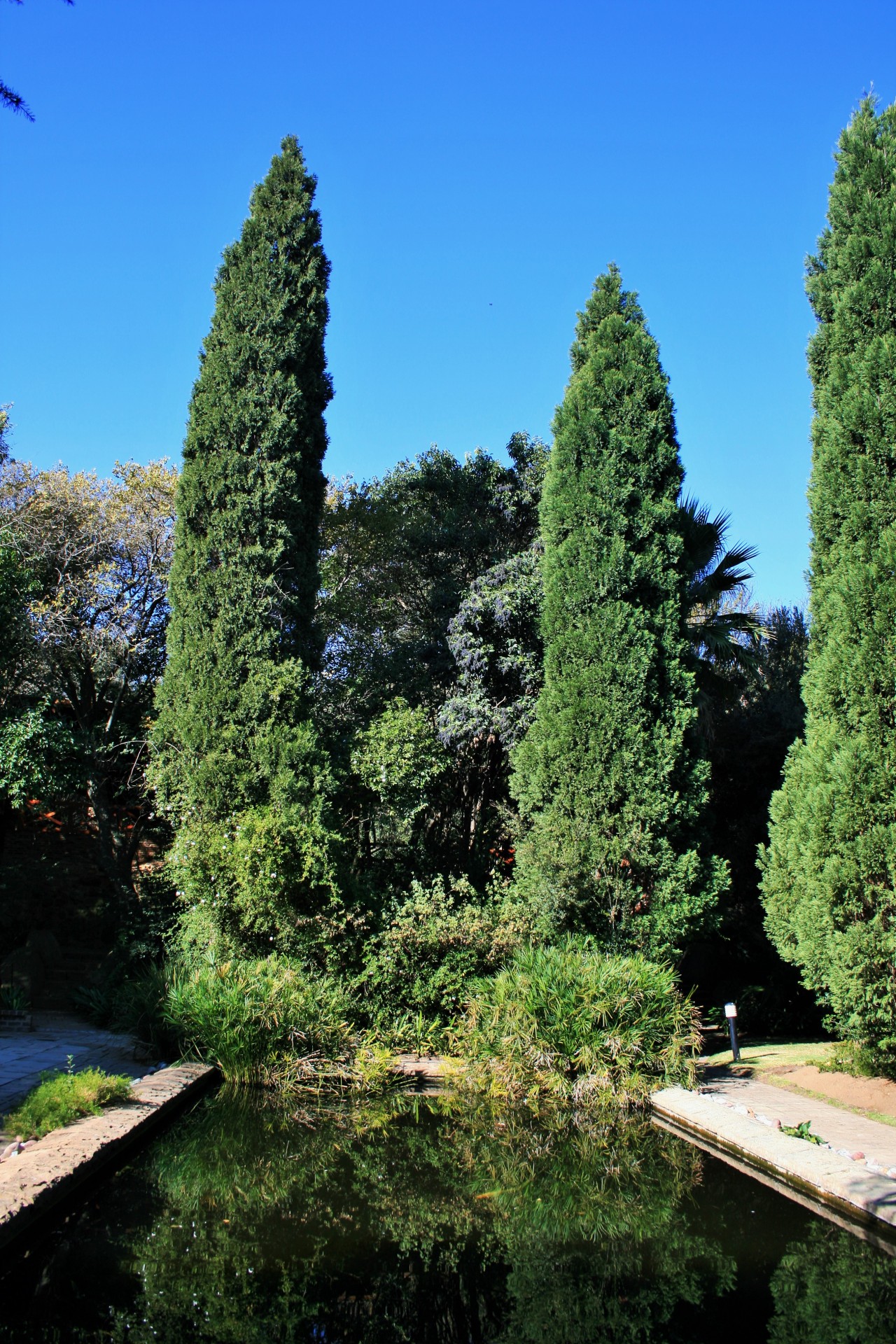 pool trees cypress free photo