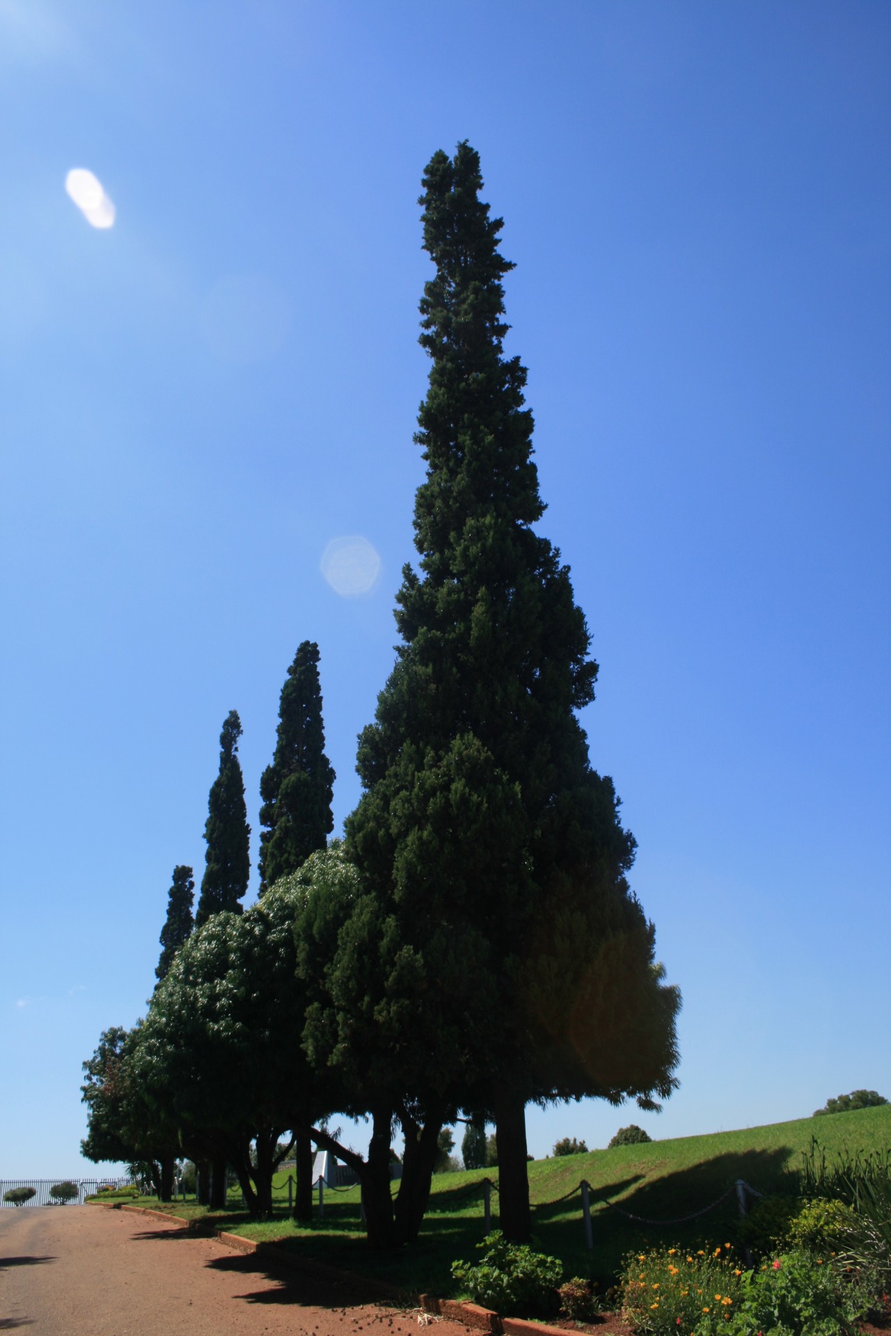 trees cypress tall free photo