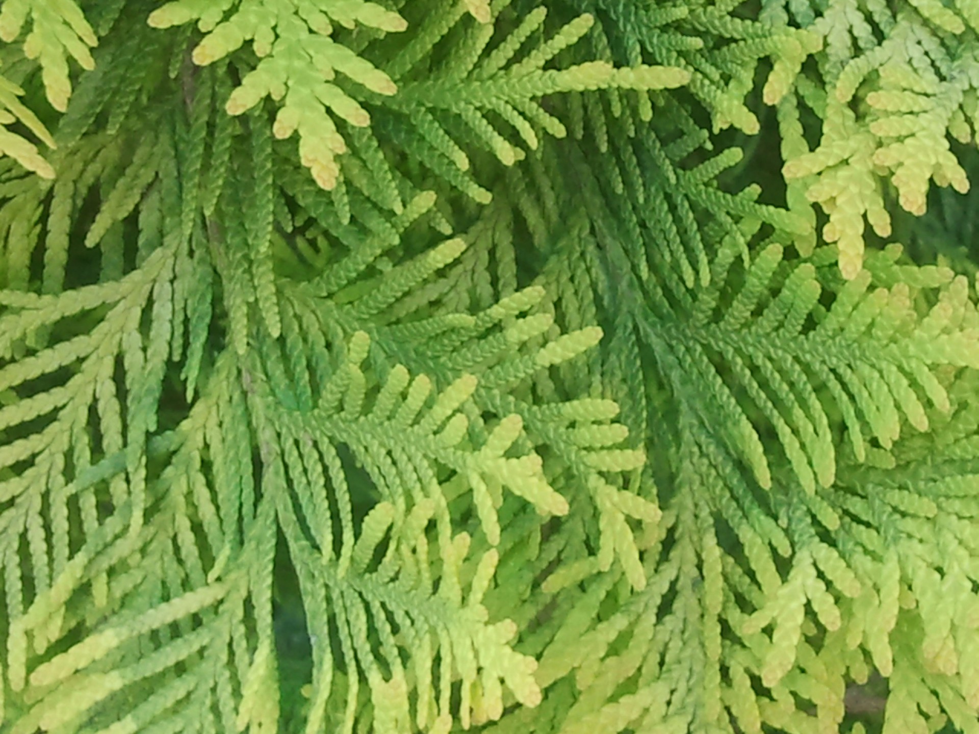 cypress park conifer free photo