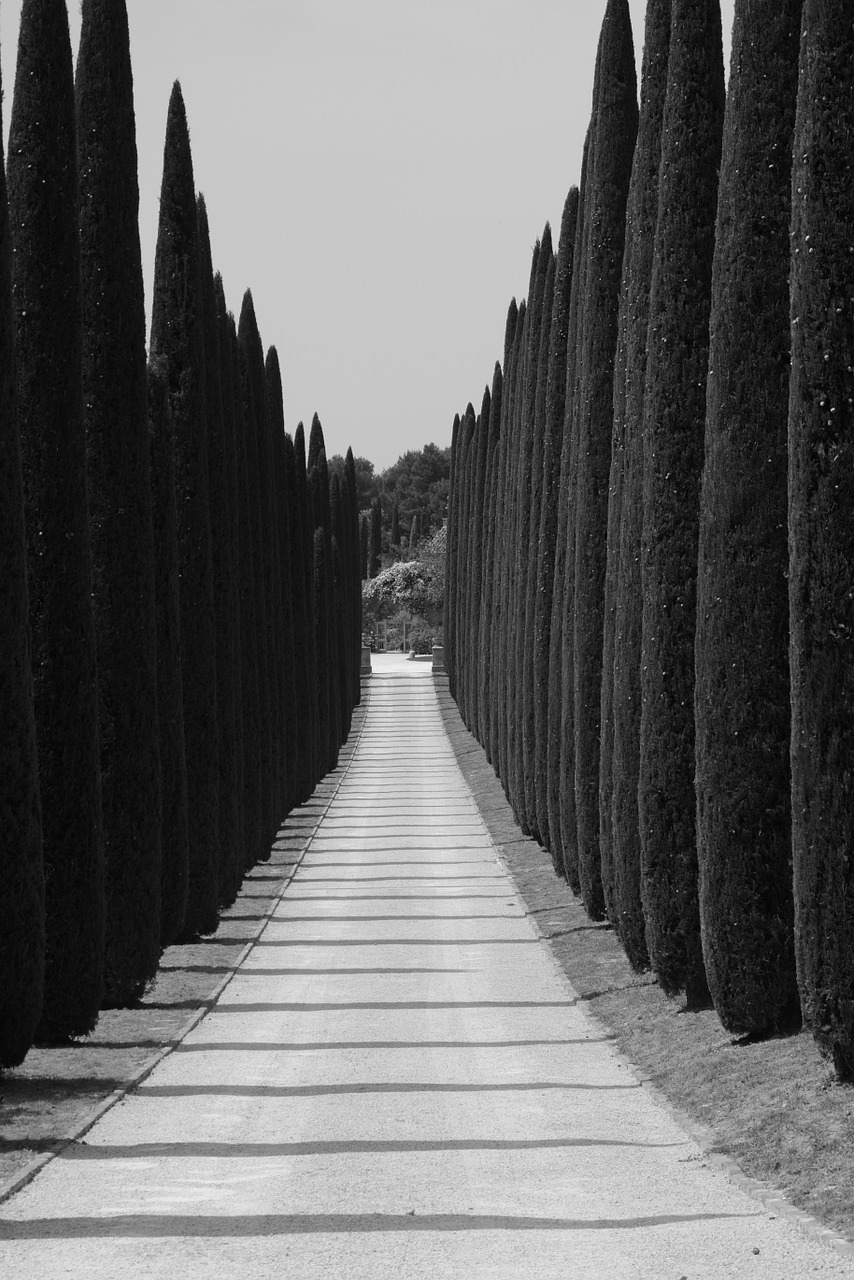 cypresses avenue driveway free photo