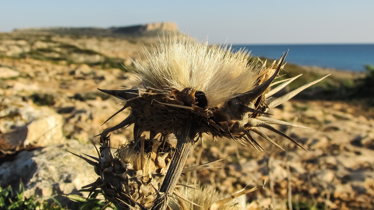 thorns cyprus cavo greko free photo