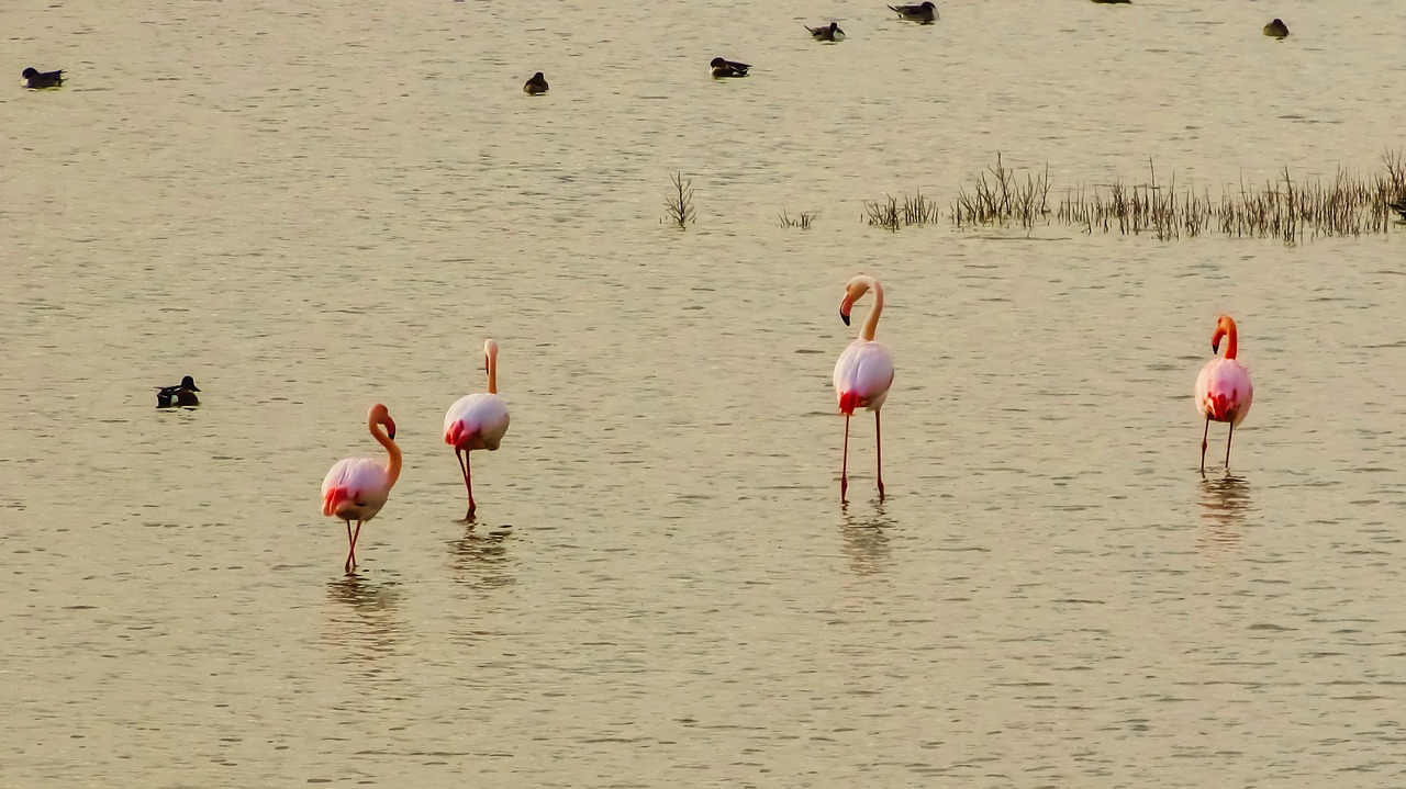 cyprus oroklini lake flamingos free photo