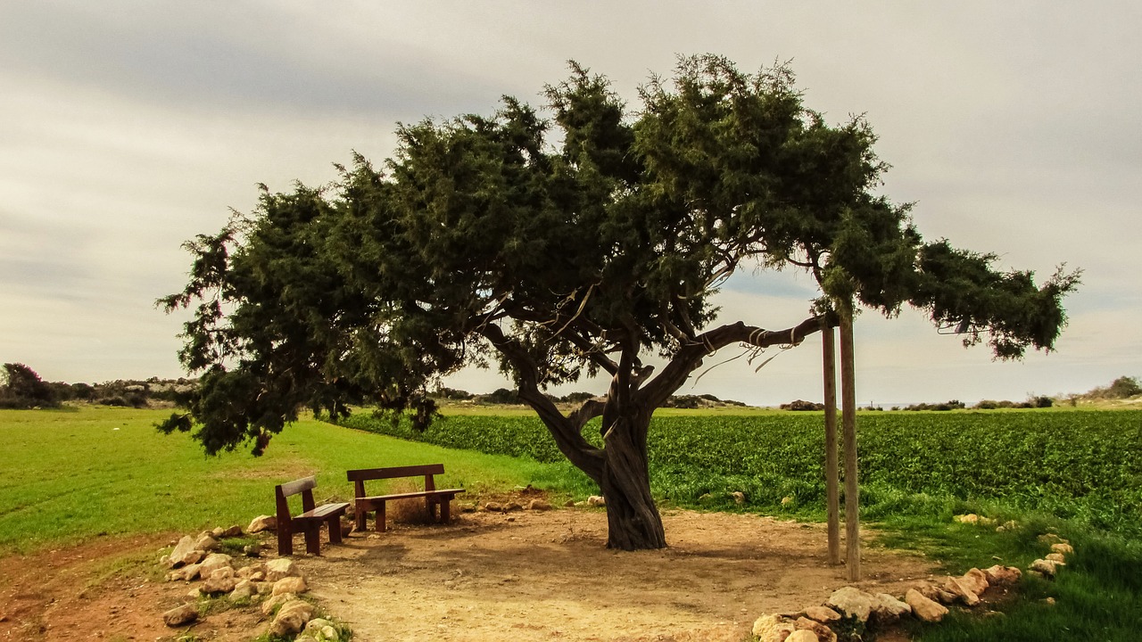 cyprus cavo greko tree free photo