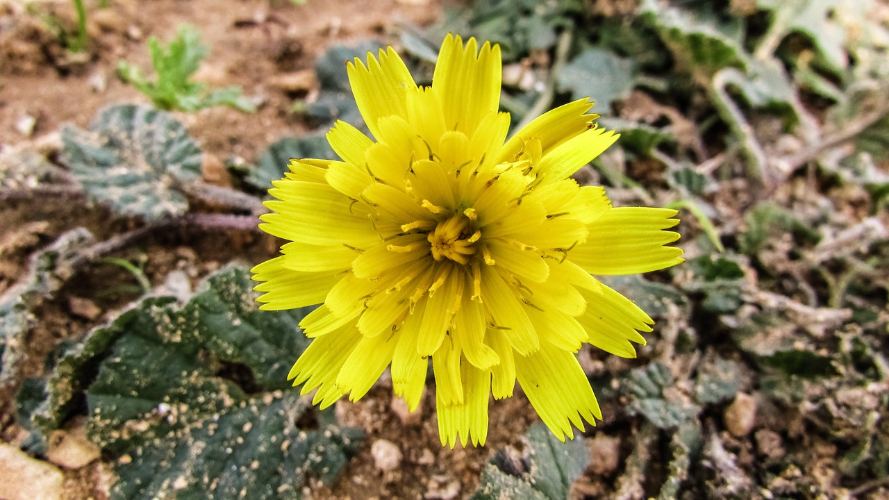 cyprus cavo greko wild flower free photo