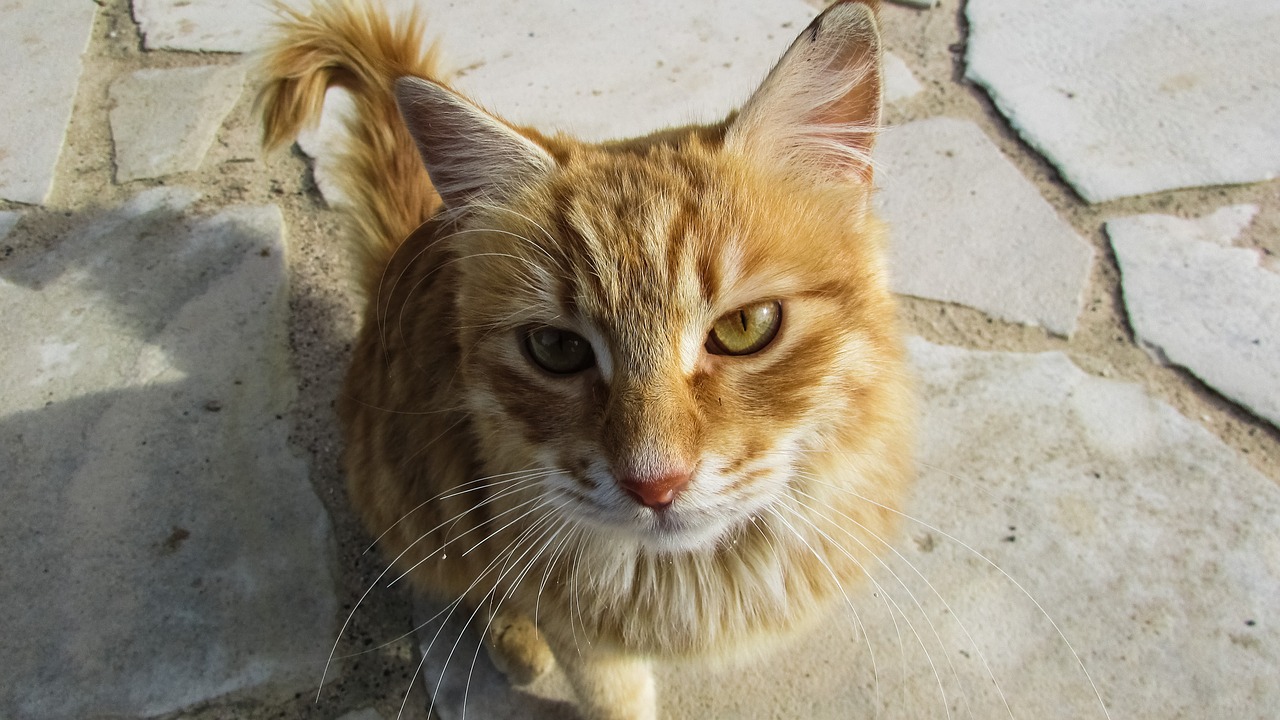 cyprus cat kitty free photo
