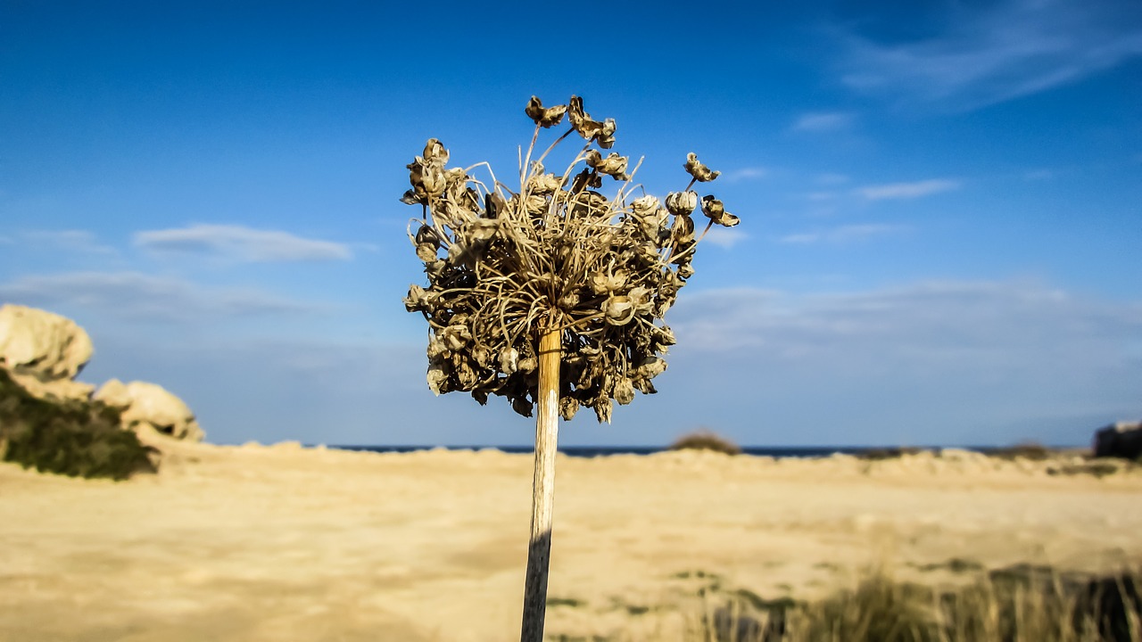 dry grass harvest cyprus free photo