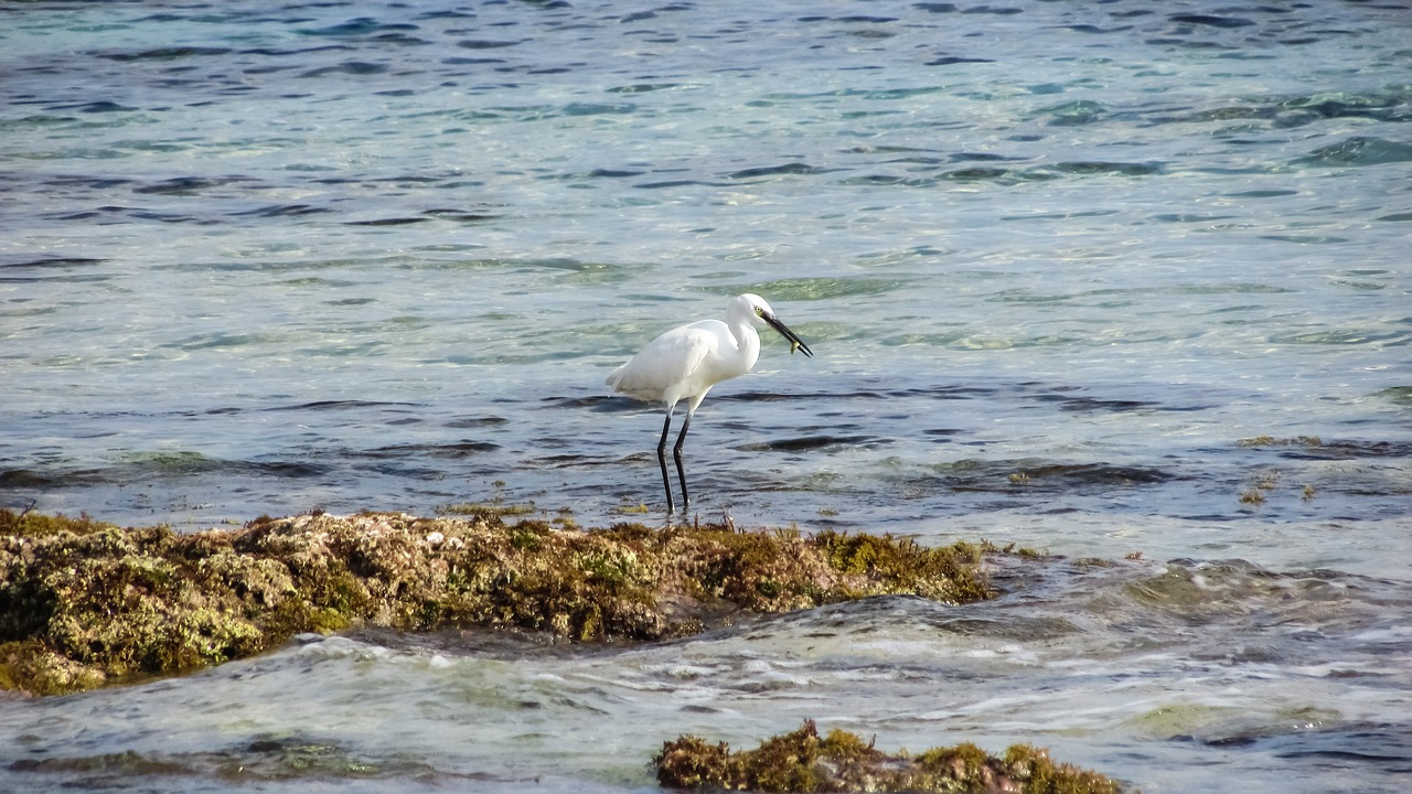 cyprus protaras heron free photo