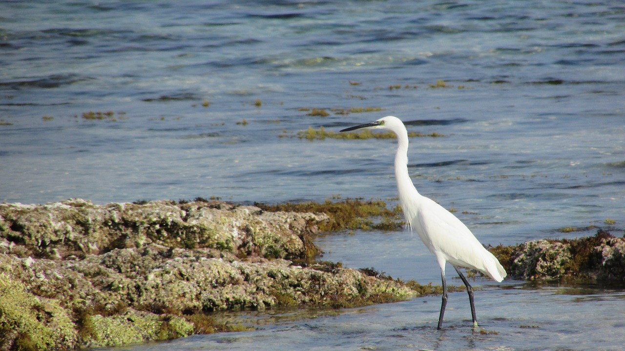 cyprus protaras heron free photo