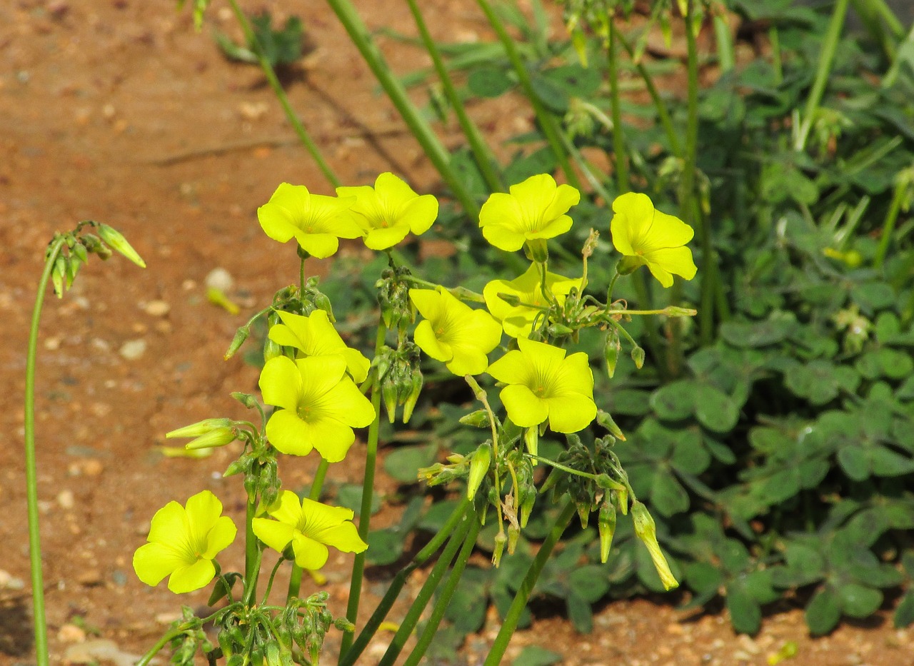 allamanda yellow flower plant free photo