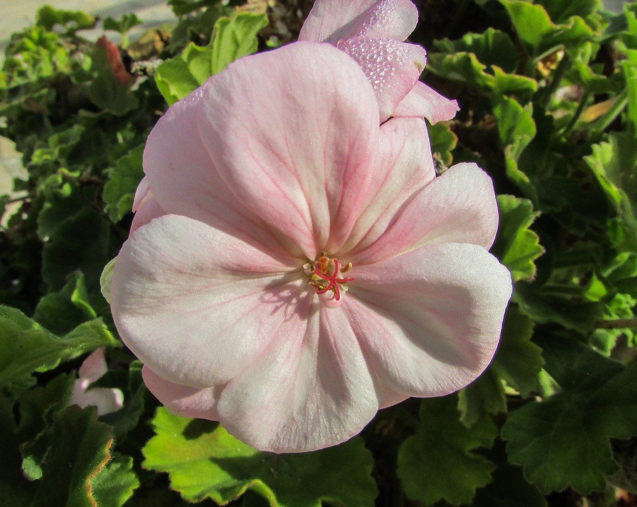 geranium flower cyprus free photo