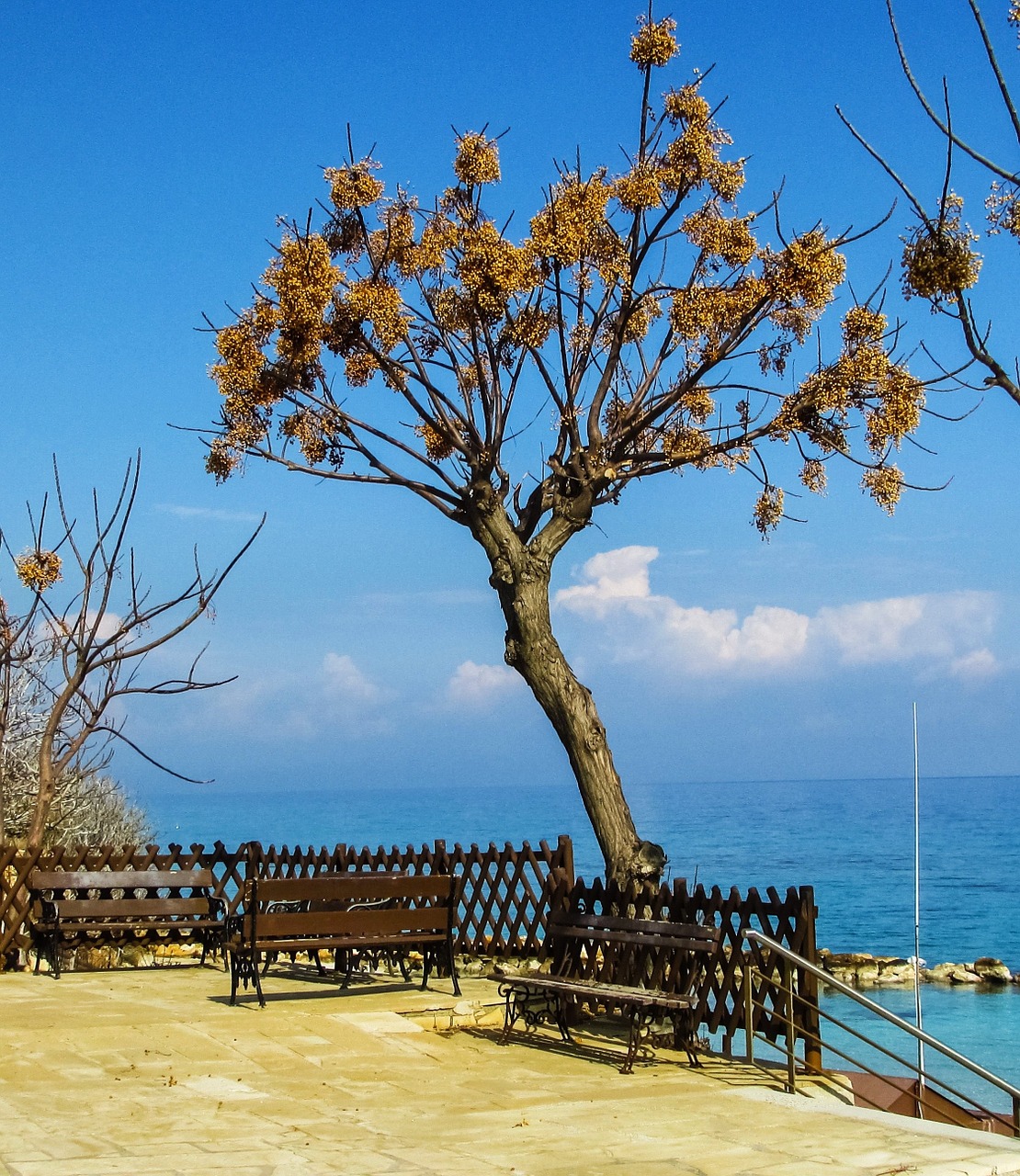 cyprus protaras fig tree bay free photo